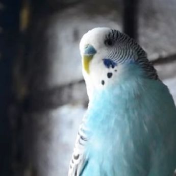 Sarajevska atrakcija: Upoznajte Kukija, papagaja koji se smeje i priča (VIDEO)