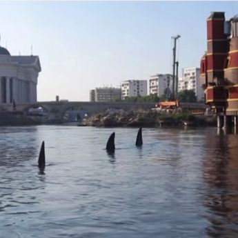 Ajkule u centru Skoplja! (VIDEO)