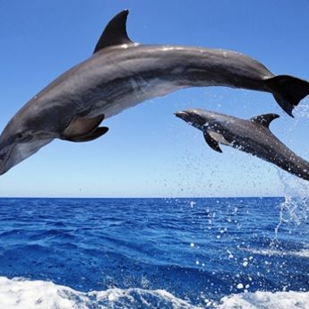 Pula: Čaroban ples delfina (VIDEO)