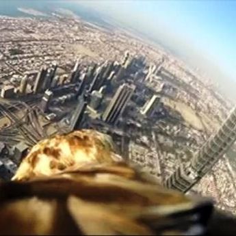 Zadivljujući snimak: Let orla sa Burdž Kalife (VIDEO)