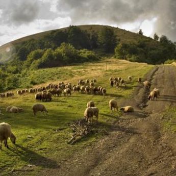 Naša šljivovica za meraklije po Evropi