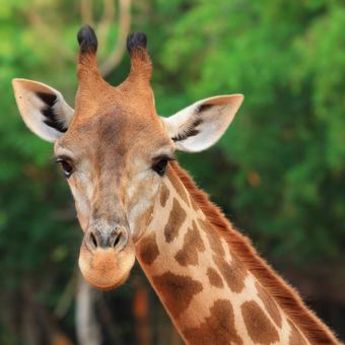 Dubai Safari: Dom za 1.000 životinja iz celog sveta (VIDEO)