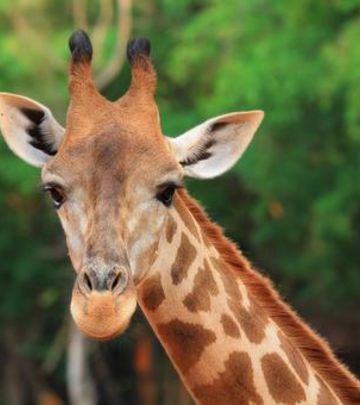 Dubai Safari: Dom za 1.000 životinja iz celog sveta (VIDEO)