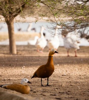 Životinjsko carstvo na Al Qudra jezerima (FOTO)