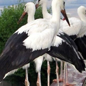 FOTO DANA: Slika iz Srbije kakvu odavno niste videli 