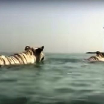 VIDEO DANA: Tigrovi se brčkaju kod Burdž al Araba