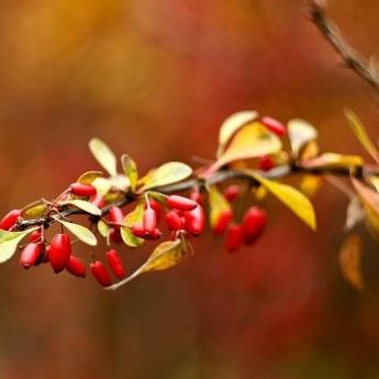 Inostranstvo nije jedino rešenje: Marmelada umesto pasoša