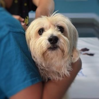 Oglas: Posao za veterinare u Dubaiju