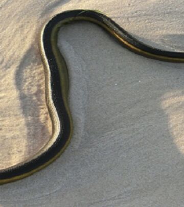 Šta da radite ukoliko primetite morske zmije na plažama