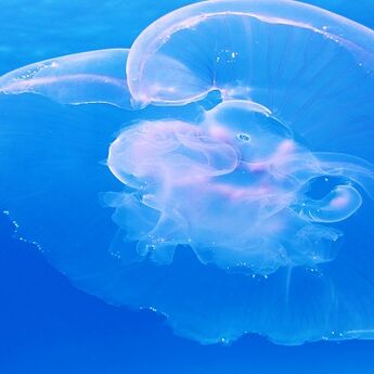 Obratite pažnju: U vodama Abu Dabija se pojavile meduze
