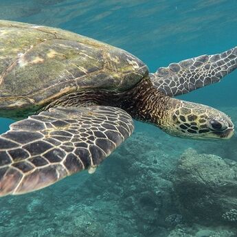 Većina kornjača u Šardži uginula zbog plastičnog otpada