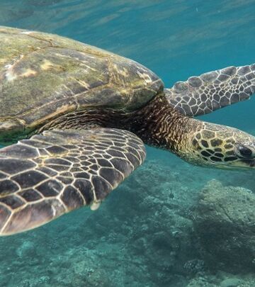 Većina kornjača u Šardži uginula zbog plastičnog otpada