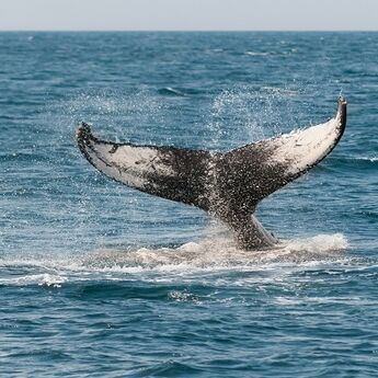 Kitovi ubice primećeni kod obale Abu Dabija