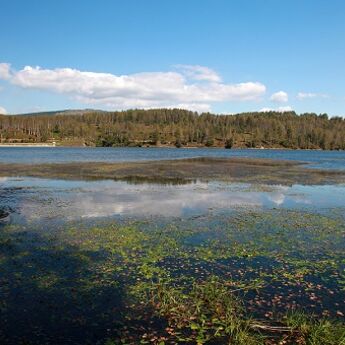 FOTO-PRIČA: Fenomen plutajućih ostrva na Vlasinskom jezeru