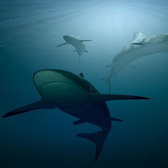 U UAE počinje sezona zabrane lova na ajkule 