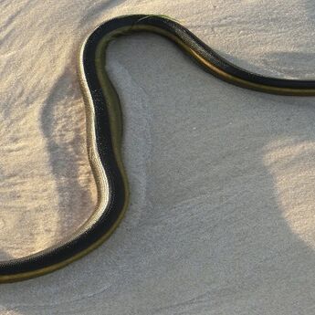 Istraživanje pokazalo: Izlivanje nafte ubilo desetine morskih zmija
