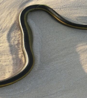 Istraživanje pokazalo: Izlivanje nafte ubilo desetine morskih zmija