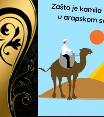 SIMBOLI BLISKOG ISTOKA: Zašto su kamile toliko posebne?