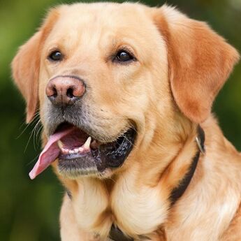 Vlasnici pasa u Dubaiju upozoravaju na virus kod ljubimaca