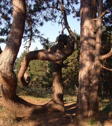 FOTO-PRIČA: Legenda o ljubavnom drvetu na Divčibarama