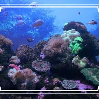 ​OTVOREN DUBAI GREBEN: Princ Faza u ronilačkoj ekspediciji