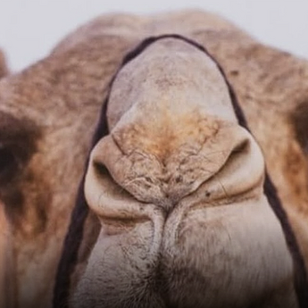 ​Skandal na Festivalu Kamila: Diskvalifikovano Više od 40 Kamila Zbog Botoxa!