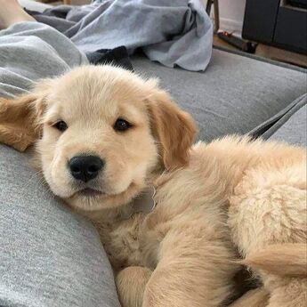 ​Majka pas heroj: Istanbul svjedoči dirljivoj priči o ljubavi i opstan