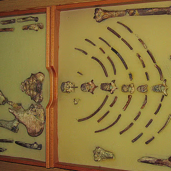 ​Fosil „Lusi“ prvi put putuje u Evropu: Beč domaćin izložbe