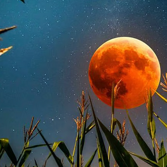 Crveni mesec nad Emiratima: Spektakl Corn Moona sa totalnom eklipsom