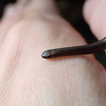 ​Ponovo otkrivena najmanja zmija na svetu posle dve decenije