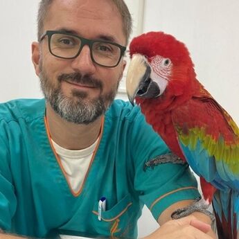 ​Od Jagodine do pustinje: Na&scaron; veterinar leči ljubimce u Dubaiju