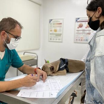 Kako brinuti o psu i mački u Dubaiju: Veterinar Stojanov otkriva ključne korake